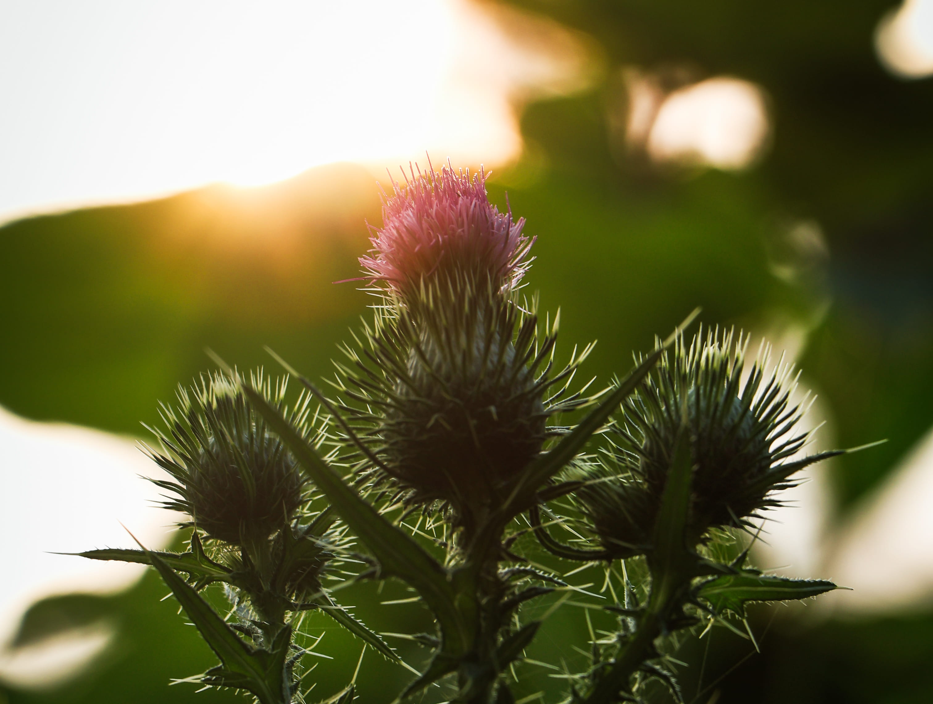 Garden Hour — landscape photograph by Pavitra Mandal