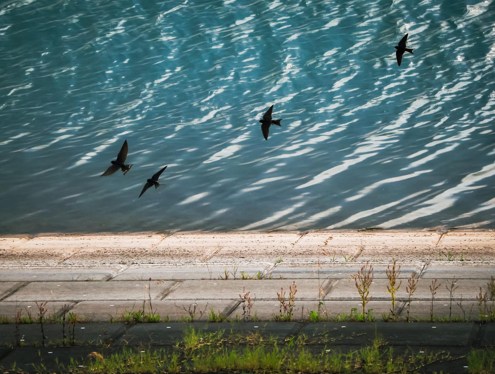 Birds Over Water — landscape photograph by Pavitra Mandal